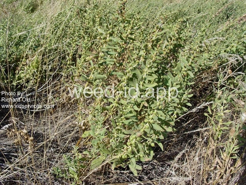 sumpweed, poverty